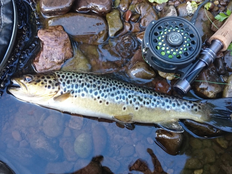 peche truite kerry